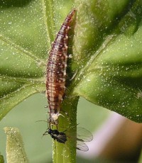 Die Larve der Florfliege, der Blattlauslöwe erbeutet eine Blattlaus.