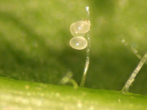 die Eier der Raubmilbe Amblyseius cucumeris