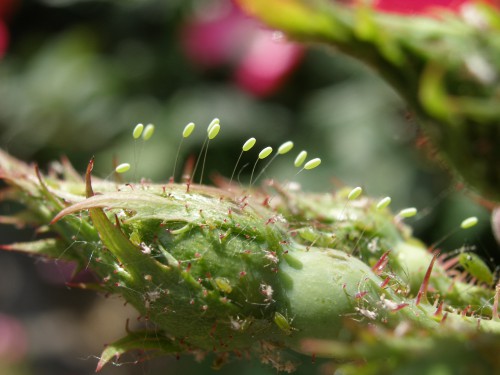 Die Eier der Florfliege sitzen auf Stielen um vor Fressfeinden geschützt zu sein.