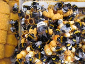 Hummeln (Bombus): Erdlöcher, hohle Baumstämme, verlassene Vogelnester und ähnliches dienen als Platz für das Nest.