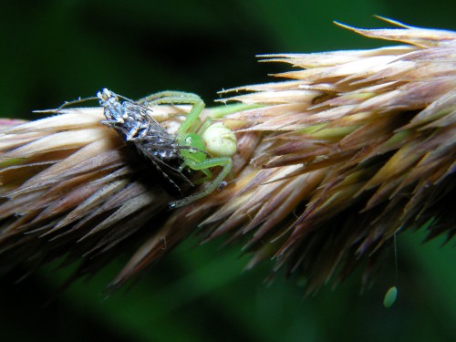 Die grüne Huschspinne auf der Jagd.