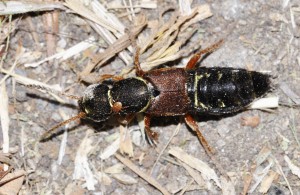 Kurzflügler / Raubkäfer (Staphylinidae): Kaiserlicher Kurzflügler