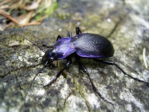 Laufkäfer (Carabidae): Blauvioletter Waldlaufkäfer