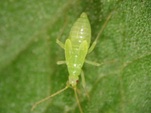 Raubwanzen (Reduviidae) 