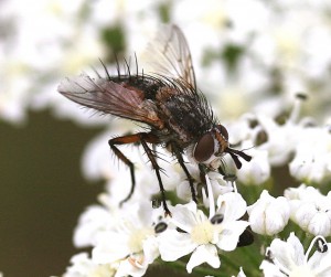 Raupenfliegen (Tachinidae) 