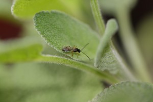 Schlupfwespen (Ichneumonoidea)