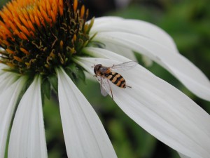 Schwebfliegen (Syrphidae)