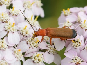 Weichkäfer (Cantharidae)