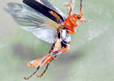 Weichkäfer im Flug