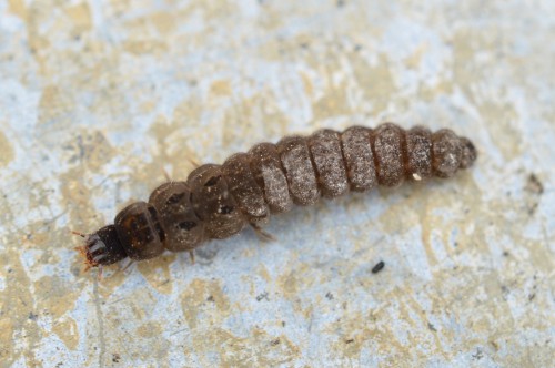 Die Larven von Weichkäfern fressen Würmern, Schnecken und anderen Insekten.